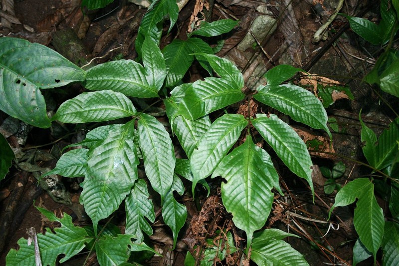 Tectaria quinquefida