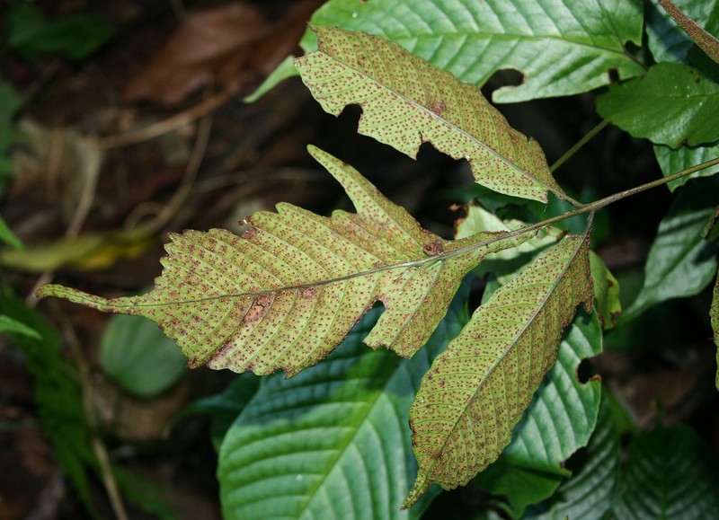 Tectaria quinquefida photo 5