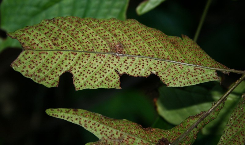Tectaria quinquefida photo 6