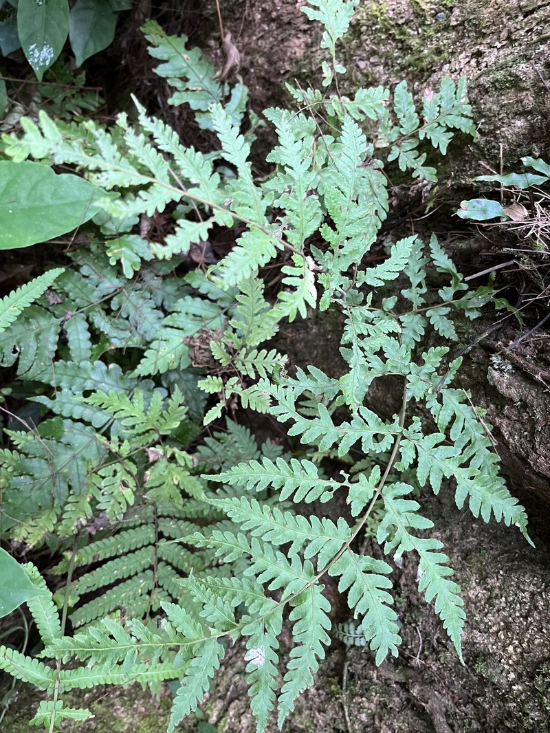 Tectaria ramosii photo 2