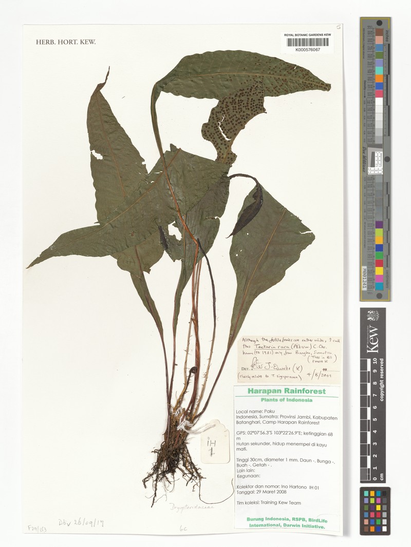 Tectaria rara