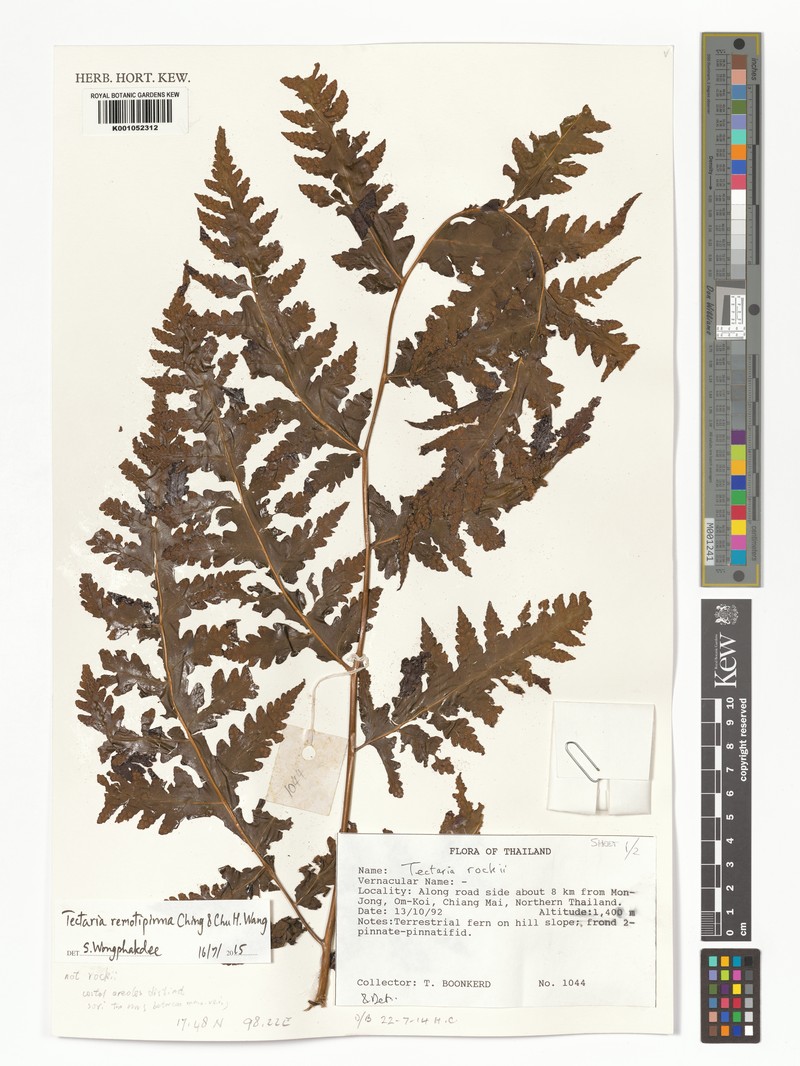 Tectaria remotipinna