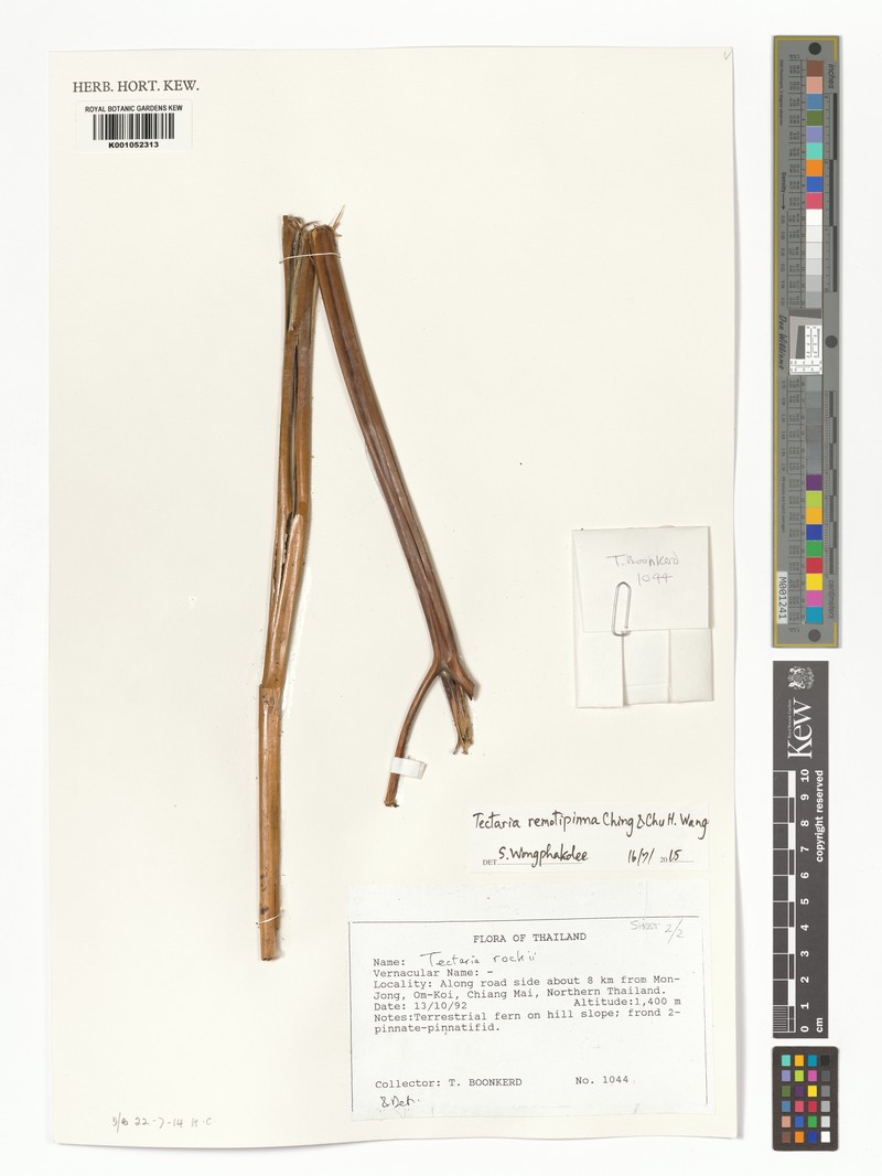 Tectaria remotipinna photo 2