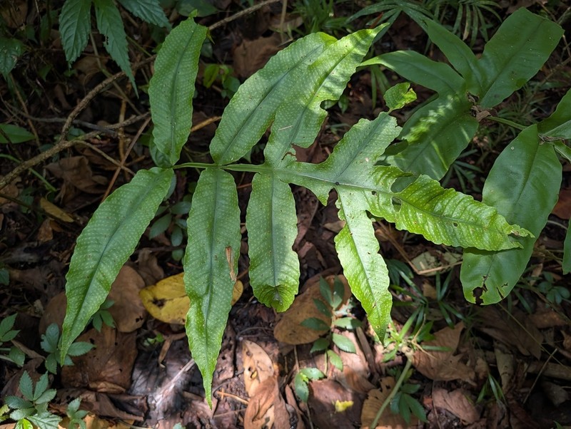 Tectaria repanda