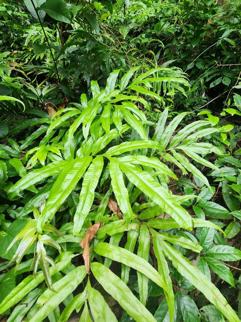Tectaria repanda photo 2