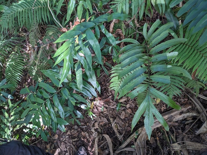 Tectaria repanda photo 3