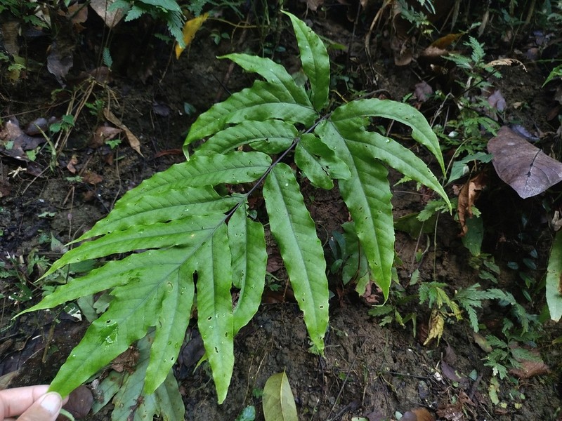 Tectaria repanda photo 4