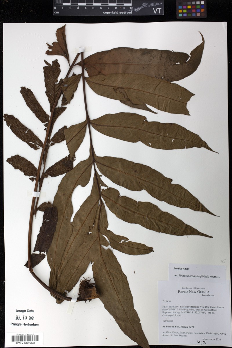 Tectaria repanda photo 5