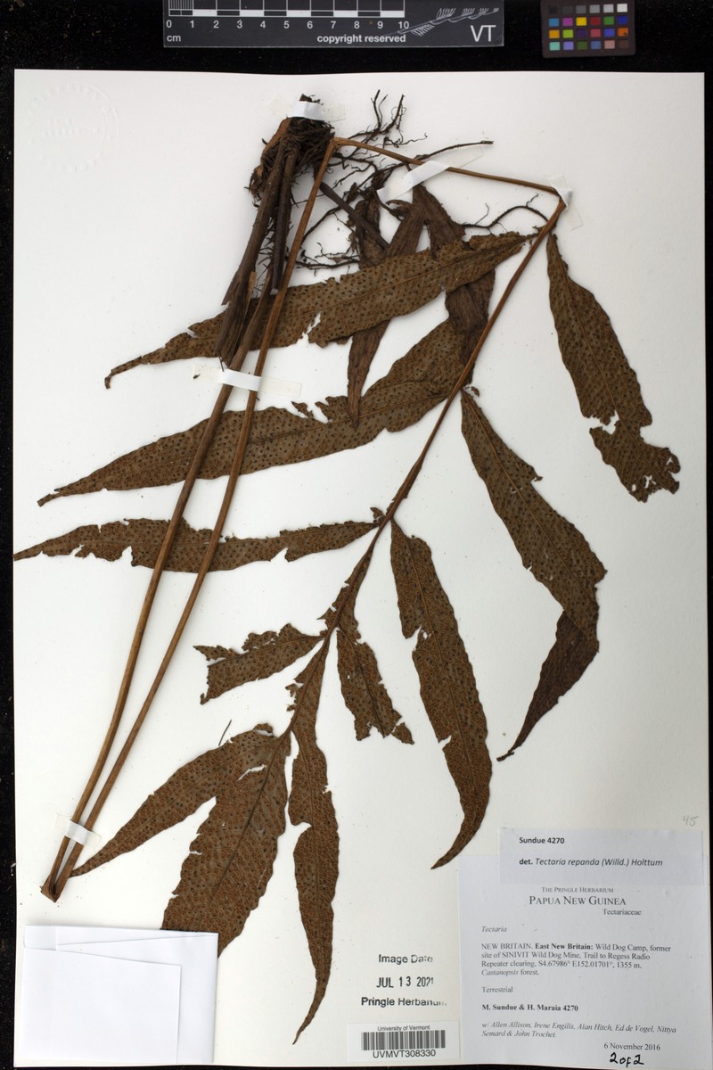 Tectaria repanda photo 6