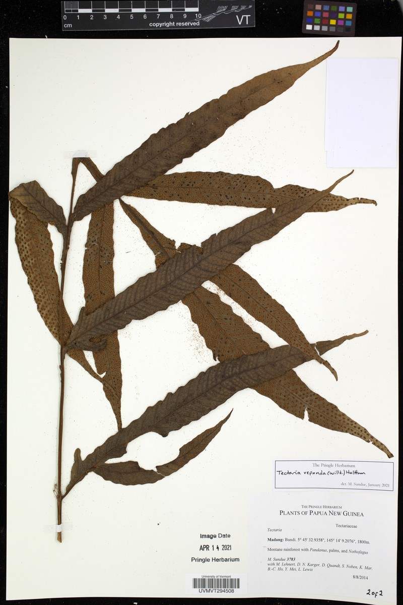 Tectaria repanda photo 7