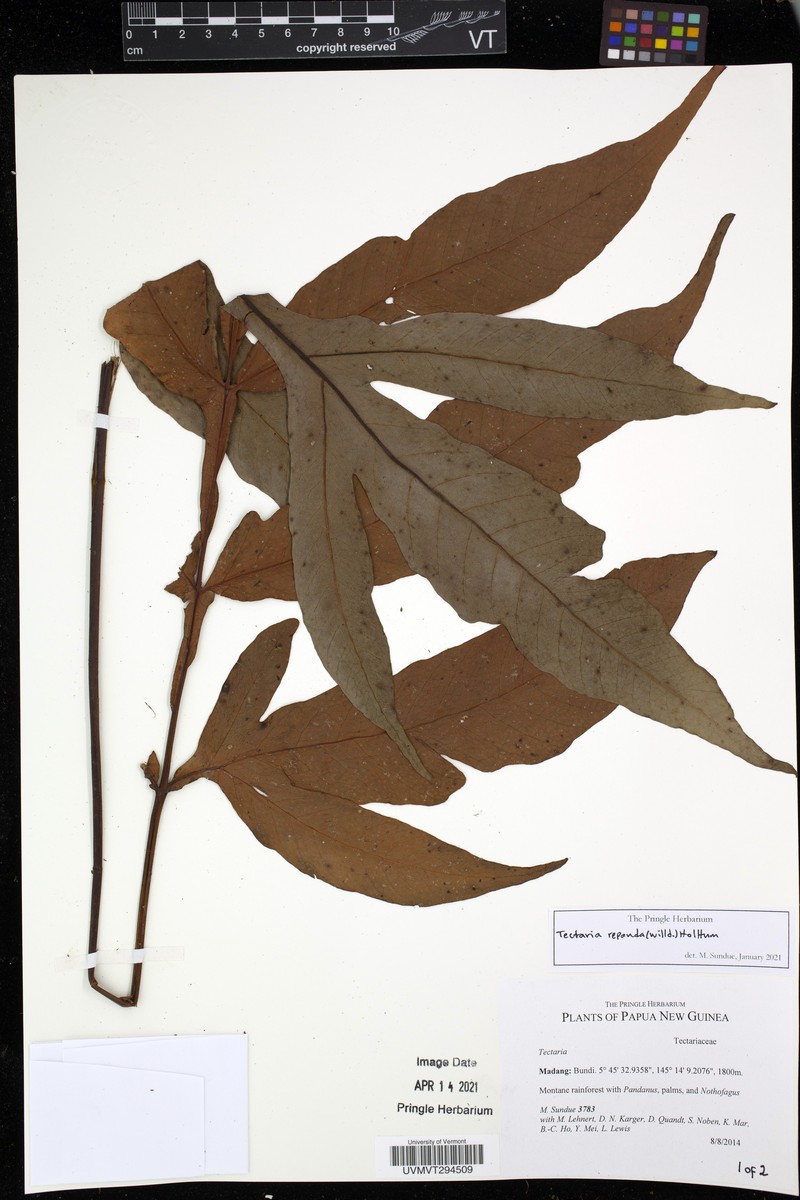 Tectaria repanda photo 8