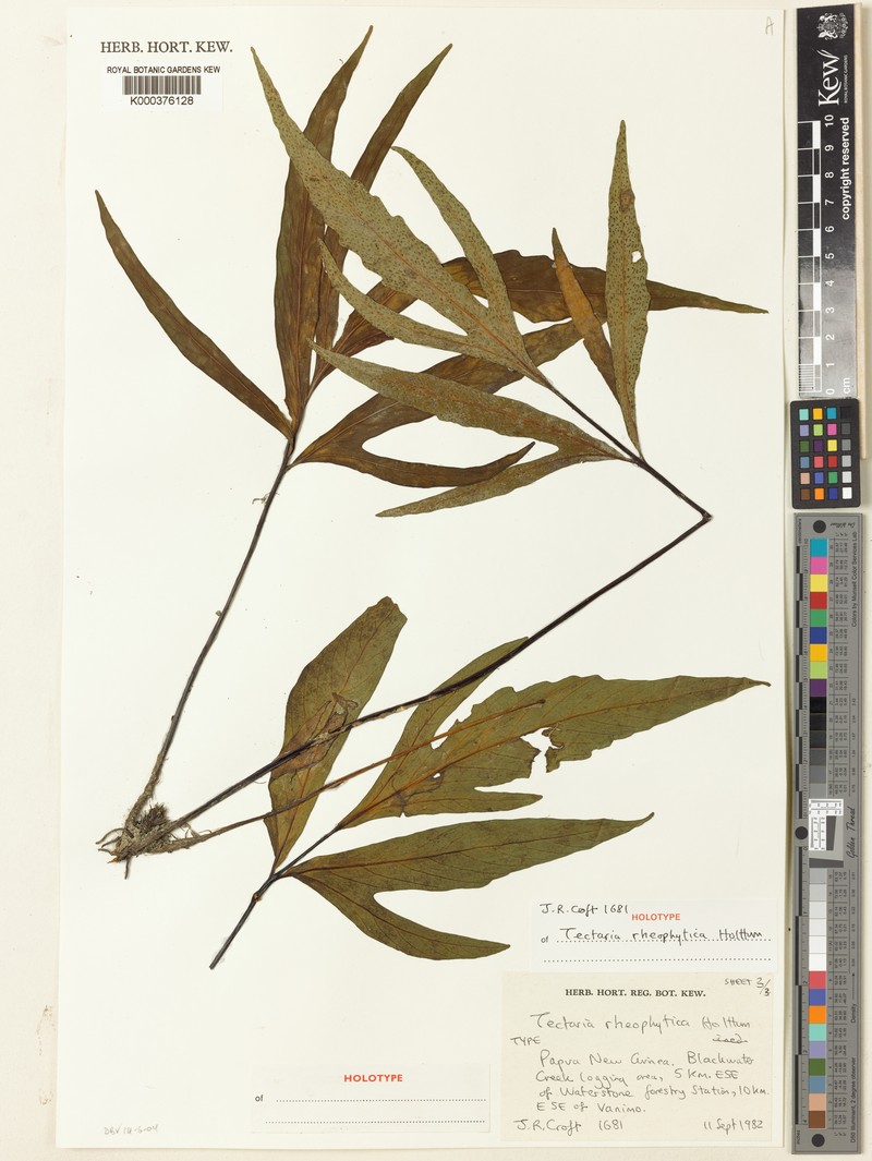 Tectaria rheophytica