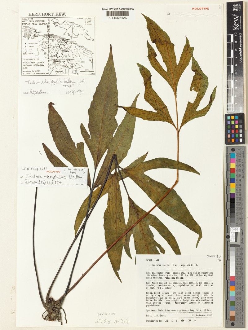 Tectaria rheophytica photo 2