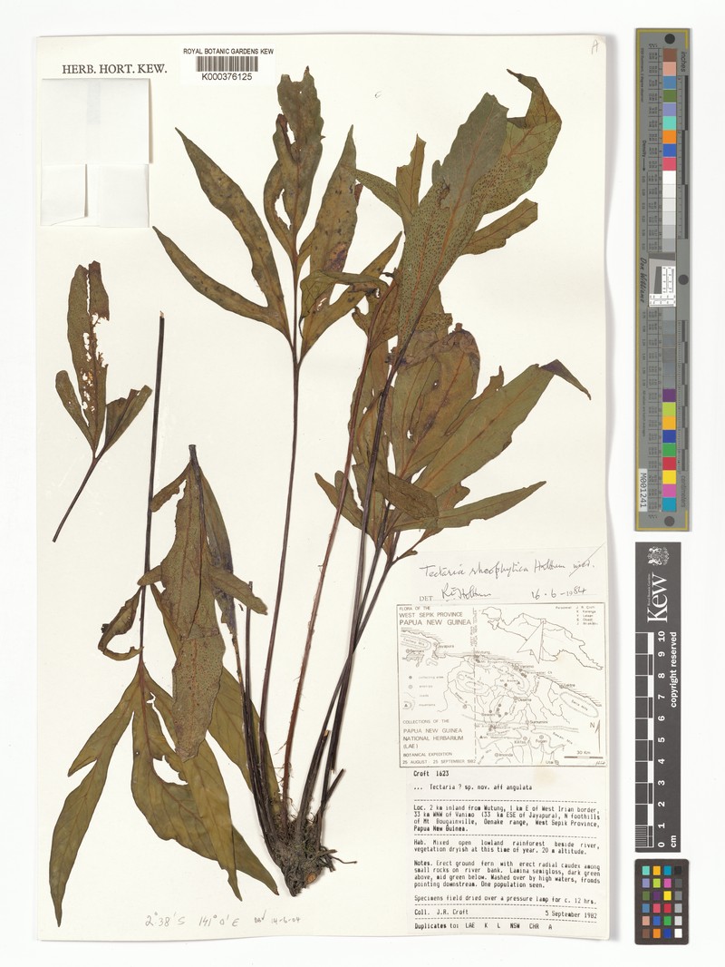 Tectaria rheophytica photo 3