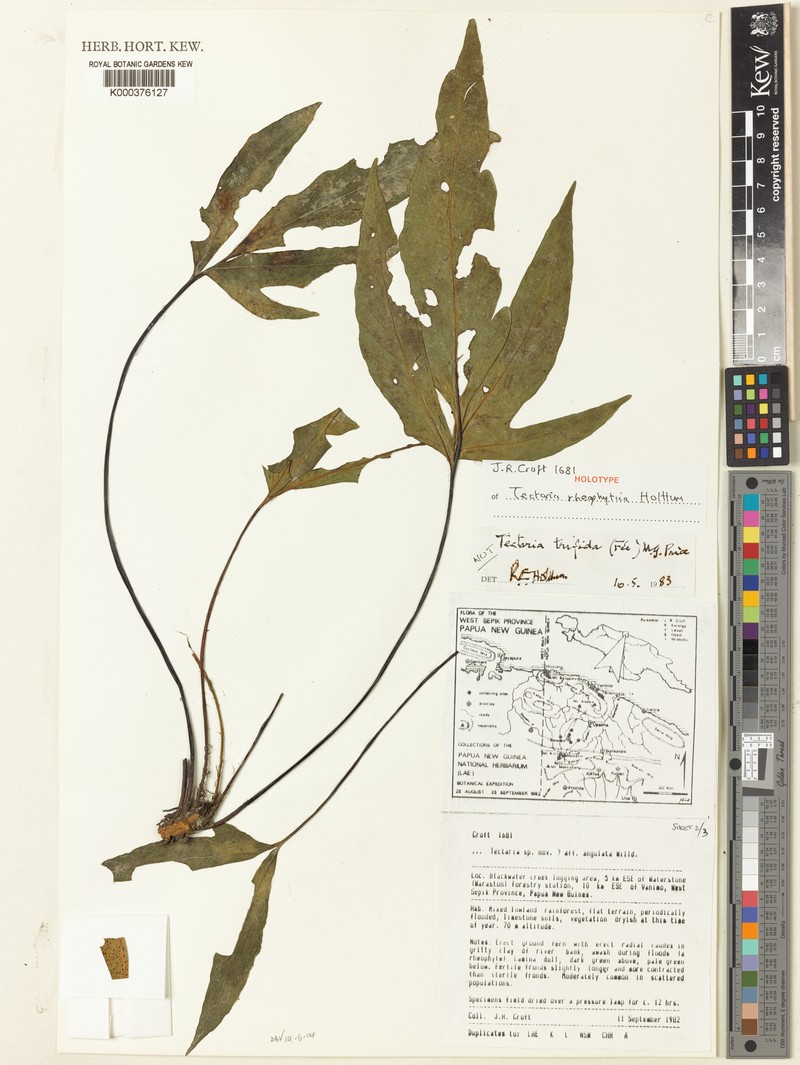 Tectaria rheophytica photo 4