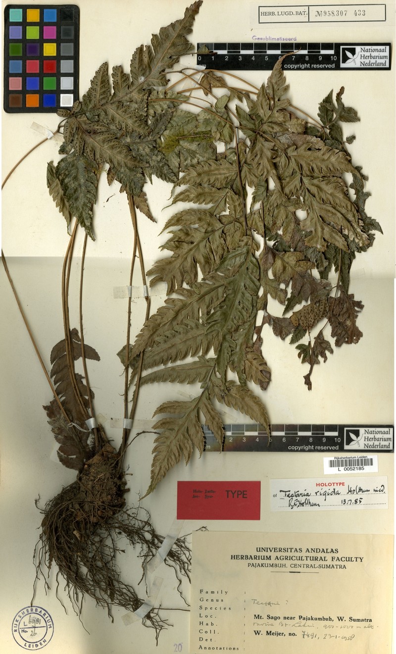 Tectaria rigida