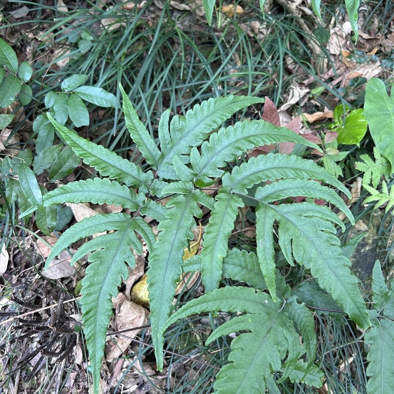 Tectaria rockii