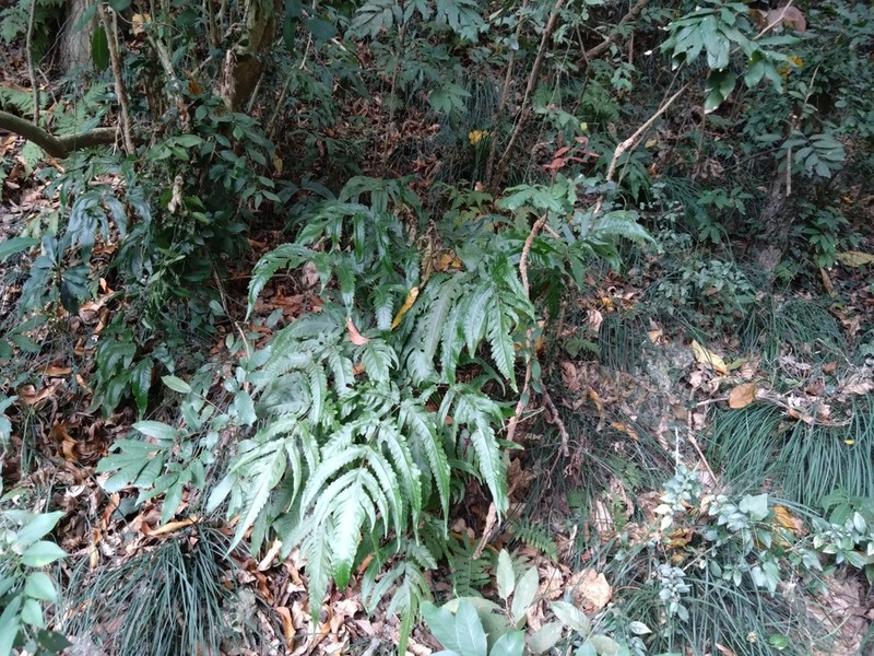 Tectaria rockii photo 3