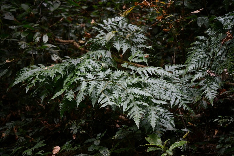 Tectaria rockii photo 4