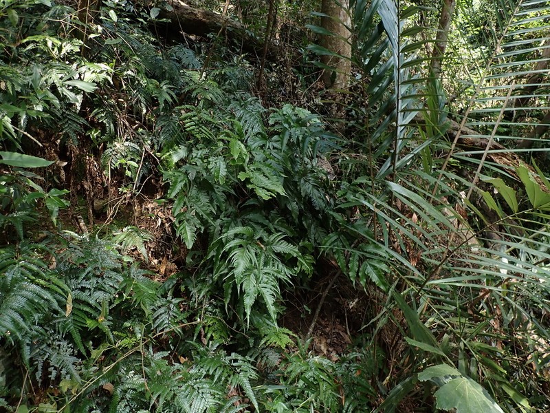 Tectaria rockii photo 5