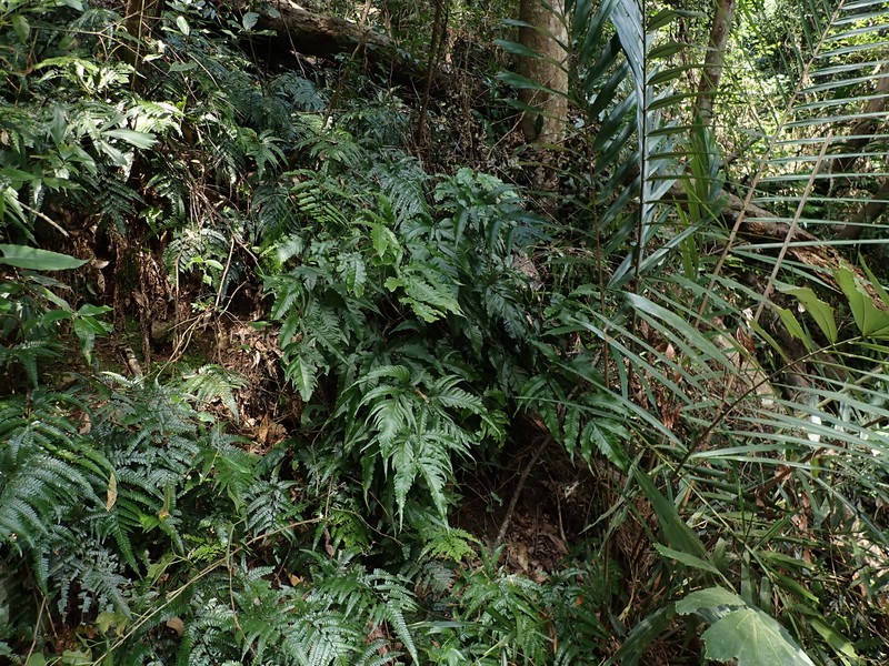 Tectaria rockii photo 6