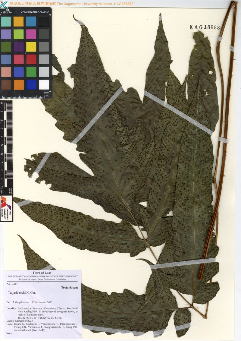 Tectaria rockii photo 8