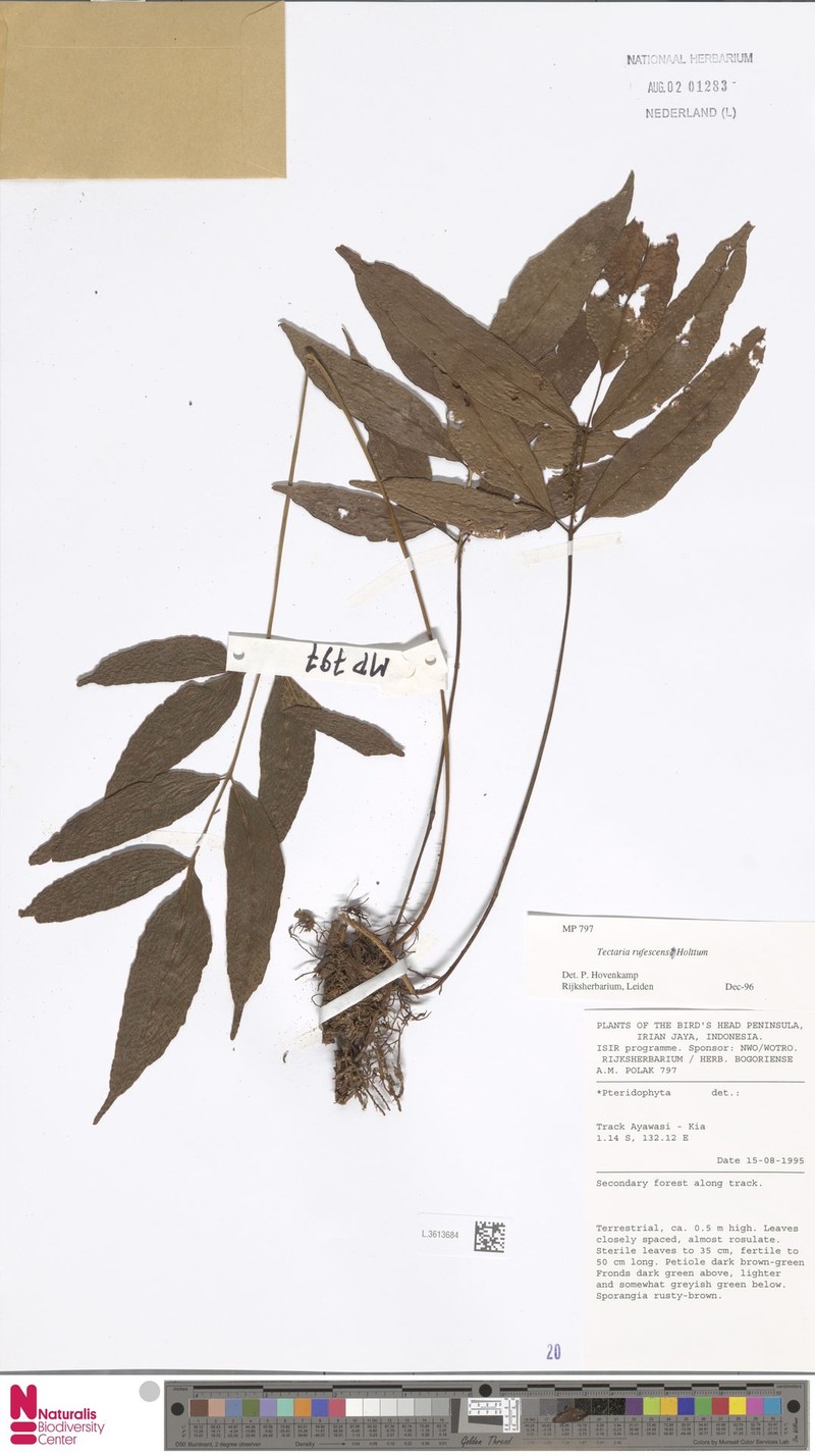 Tectaria rufescens