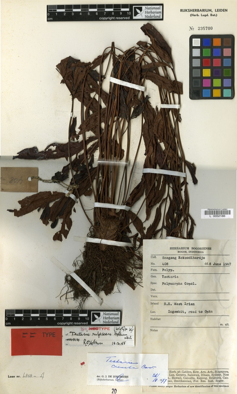 Tectaria rufescens photo 2