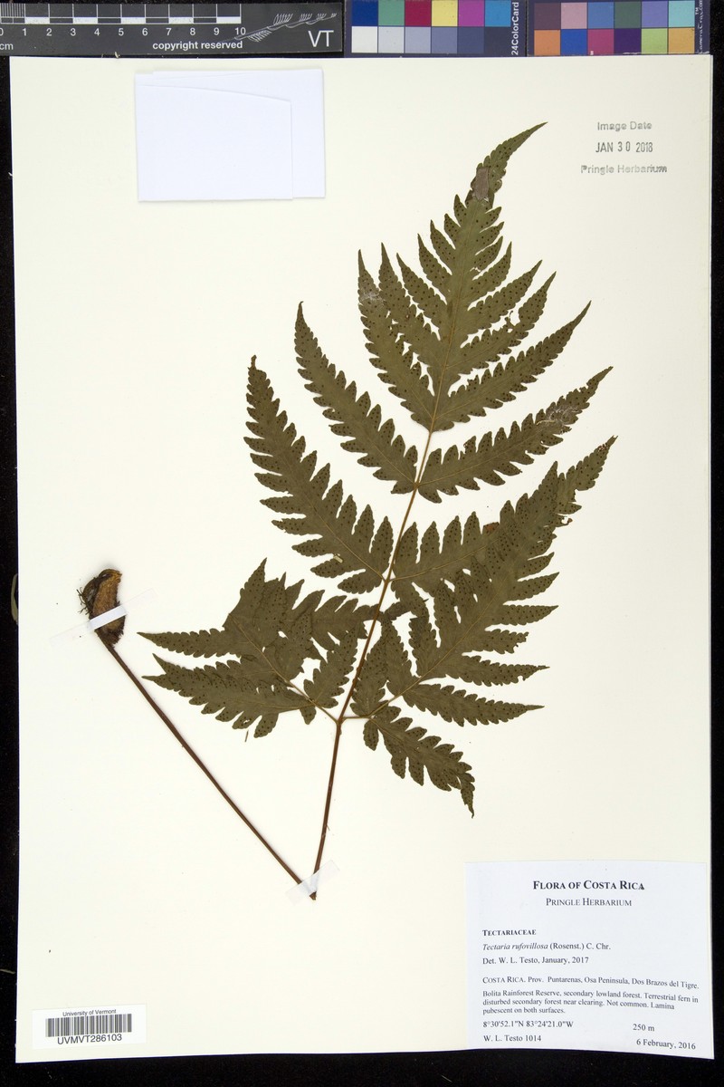 Tectaria rufovillosa