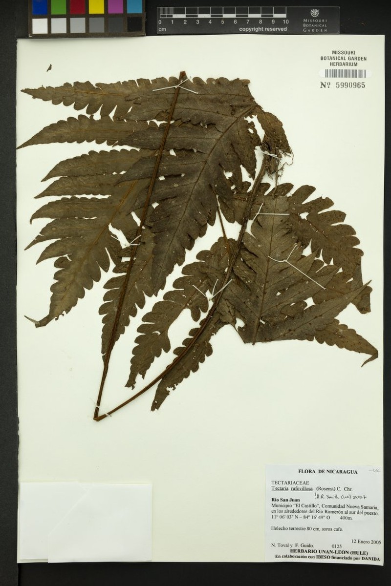 Tectaria rufovillosa photo 2
