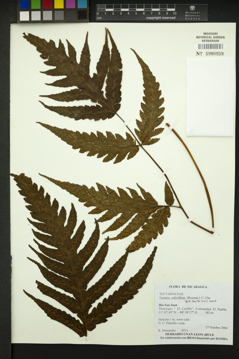 Tectaria rufovillosa photo 3