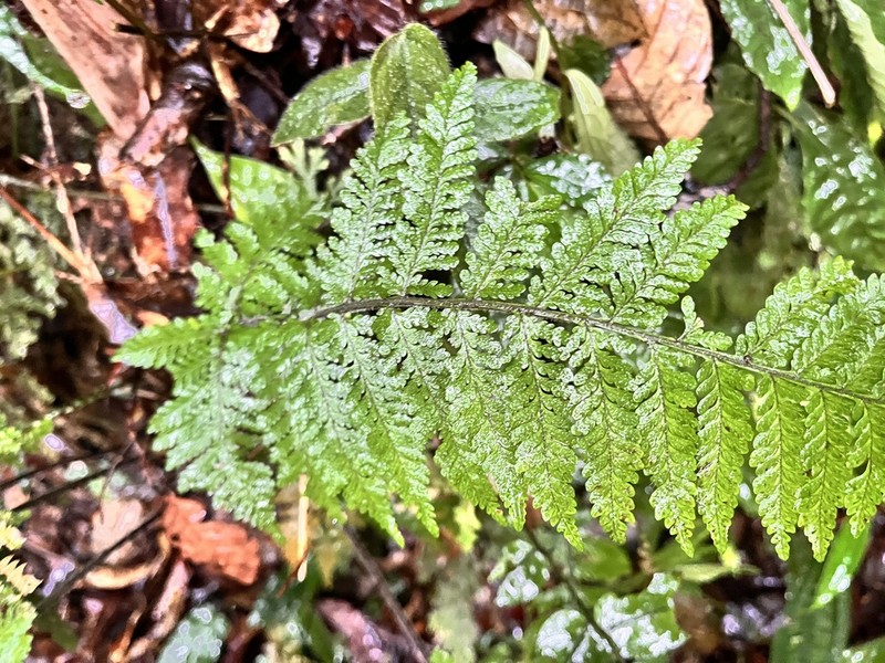 Tectaria sabahensis