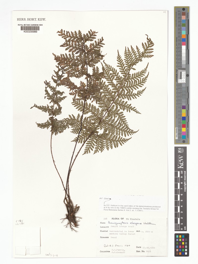 Tectaria sabahensis photo 2