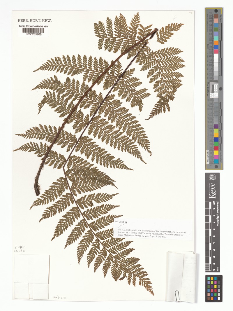 Tectaria sabahensis photo 3