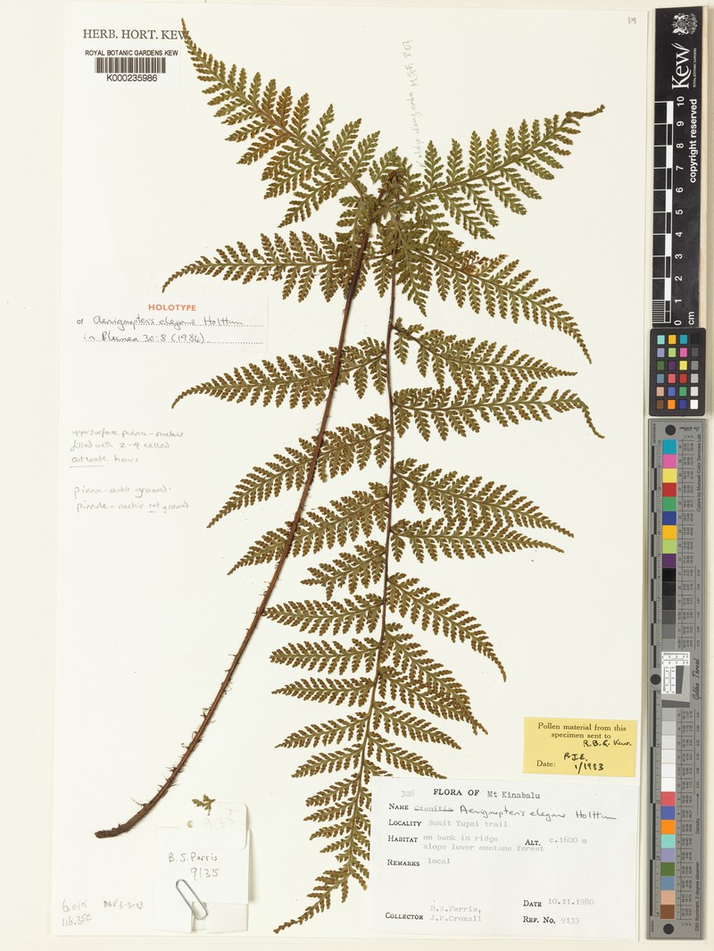 Tectaria sabahensis photo 4