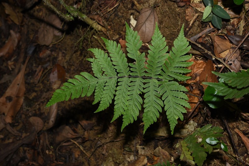 Tectaria sagenioides