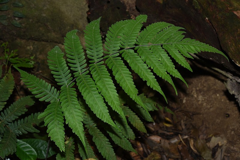 Tectaria sagenioides photo 2
