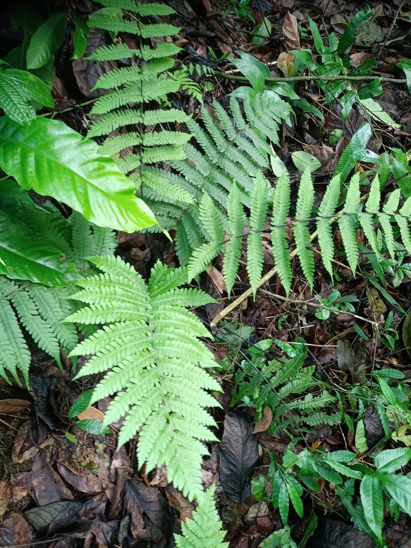 Tectaria sagenioides photo 3