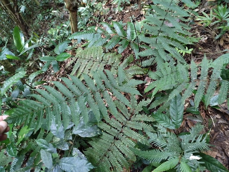 Tectaria sagenioides photo 4