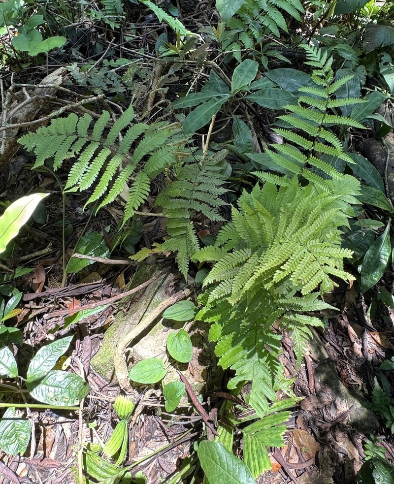 Tectaria sagenioides photo 5