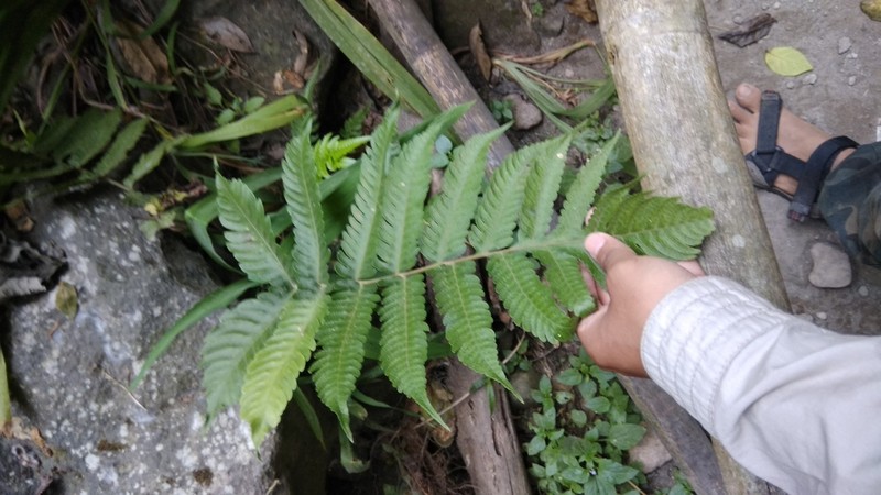 Tectaria sagenioides photo 6
