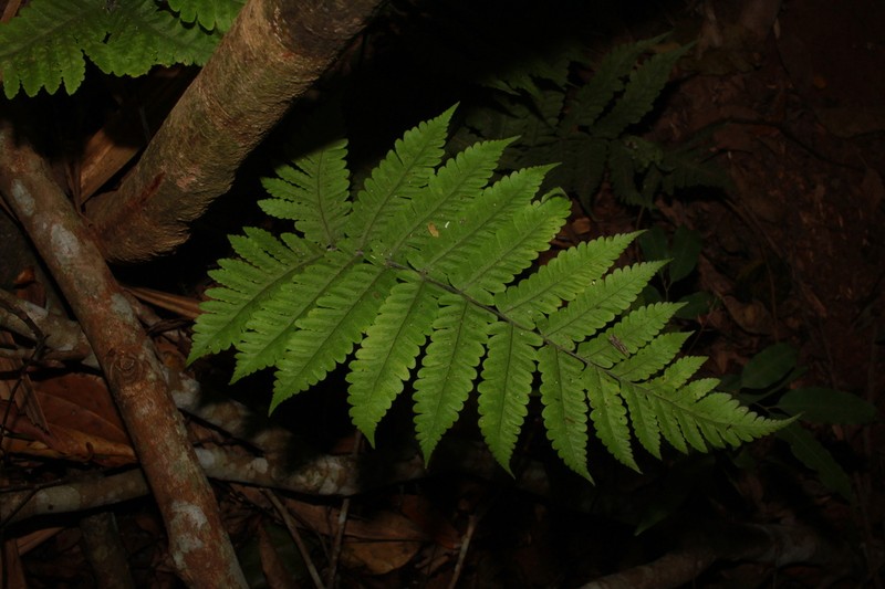 Tectaria sagenioides photo 7