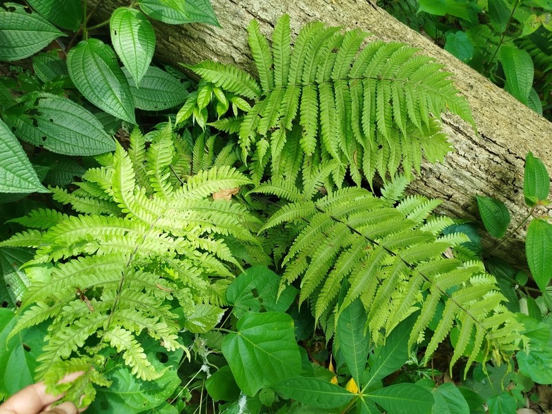 Tectaria sagenioides photo 8