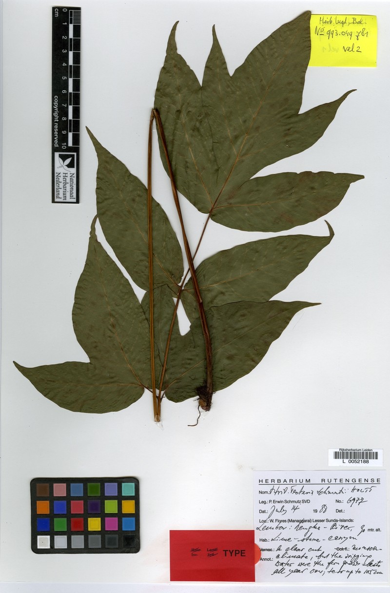 Tectaria schmutzii