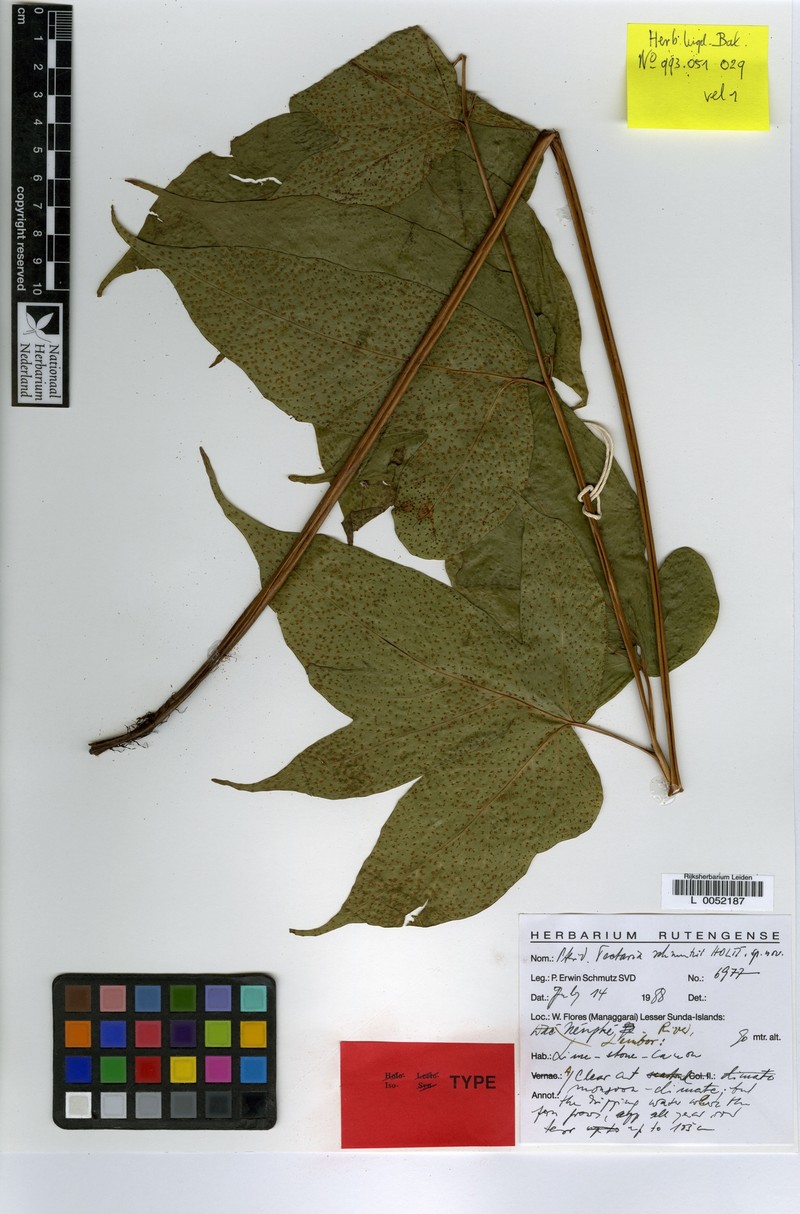 Tectaria schmutzii photo 2