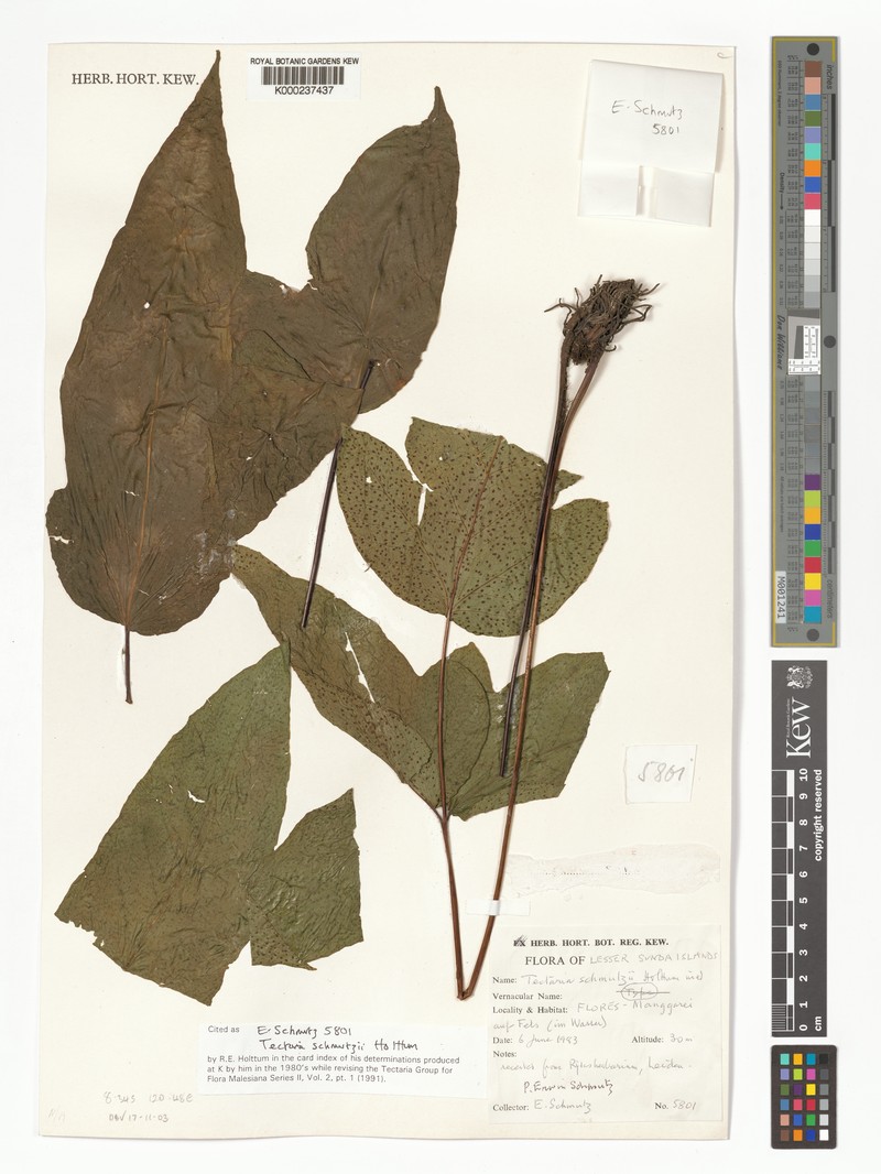 Tectaria schmutzii photo 3