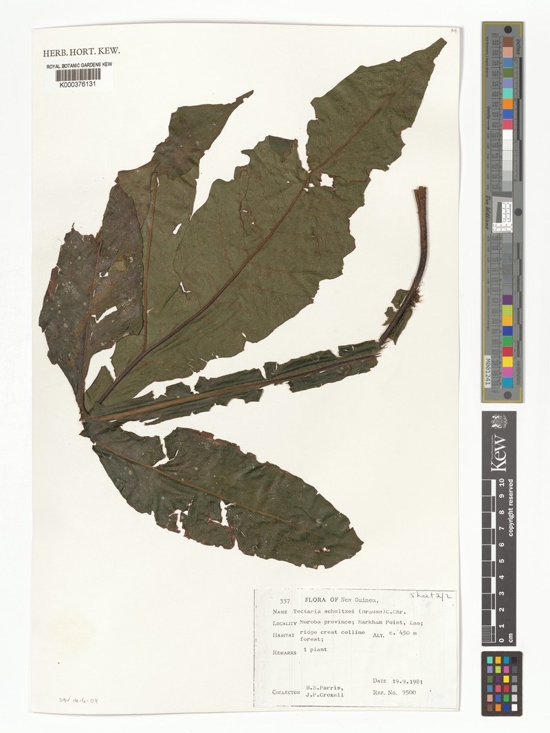 Tectaria schultzei