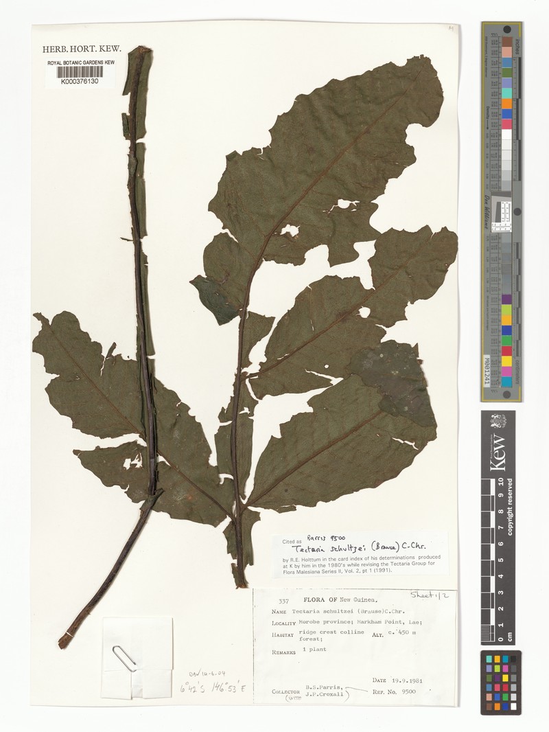 Tectaria schultzei photo 2