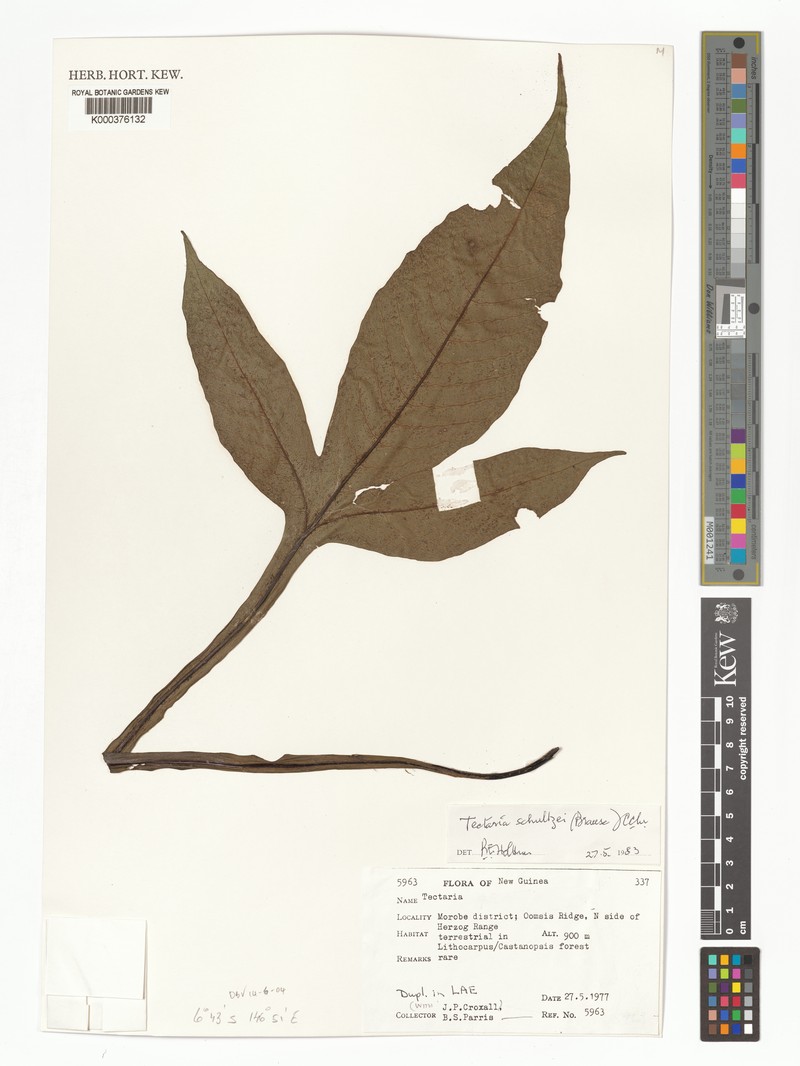 Tectaria schultzei photo 3