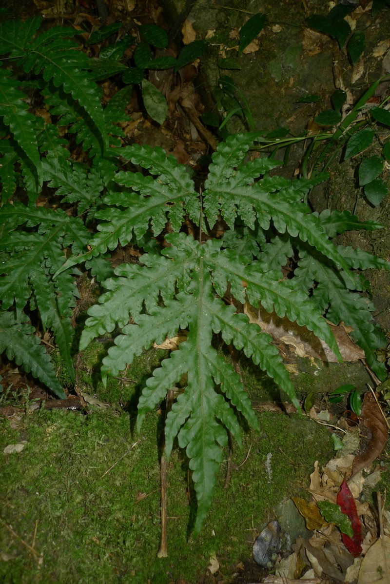 Tectaria seemannii